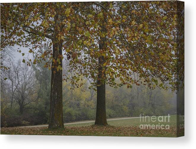 Autumn Canvas Print featuring the photograph Autumn Trees with Fog by Tamara Becker