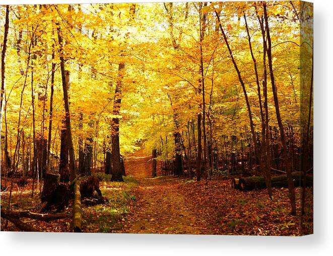 Fall Canvas Print featuring the photograph Autumns Blaze by Steven Clipperton