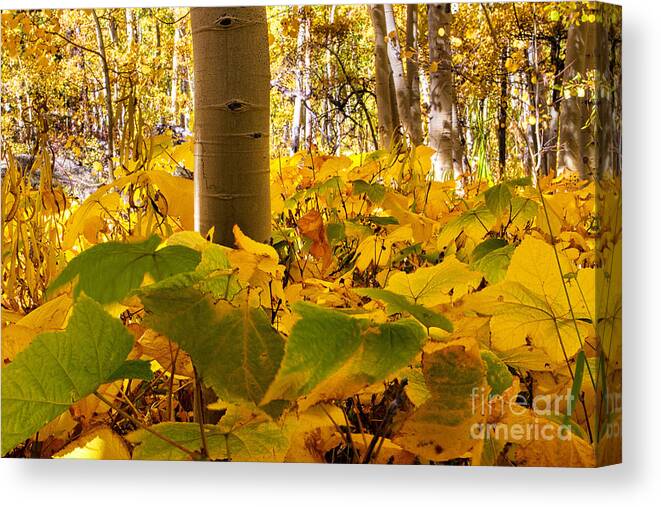 Autumn Colors Canvas Print featuring the photograph Autumn's Warm Embrace by Jim Garrison