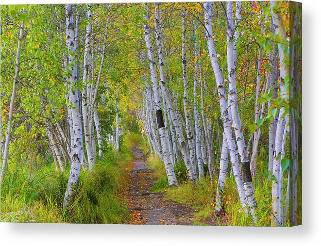 Birch Canvas Print featuring the photograph Avenue of Birches by Nancy Dunivin