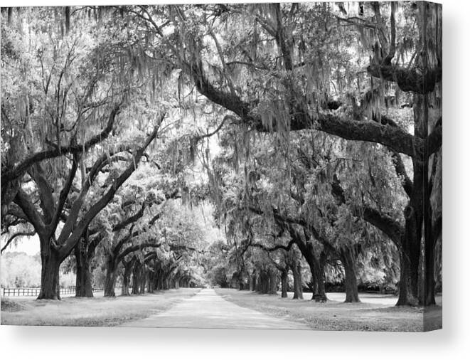 Avenue Of Oaks Canvas Print featuring the photograph Avenue of Oaks Charleston South Carolina by Stephanie McDowell