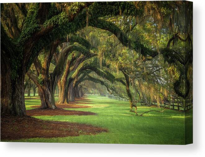 Landscape Canvas Print featuring the photograph Avenue of Oaks by Kim Carpentier