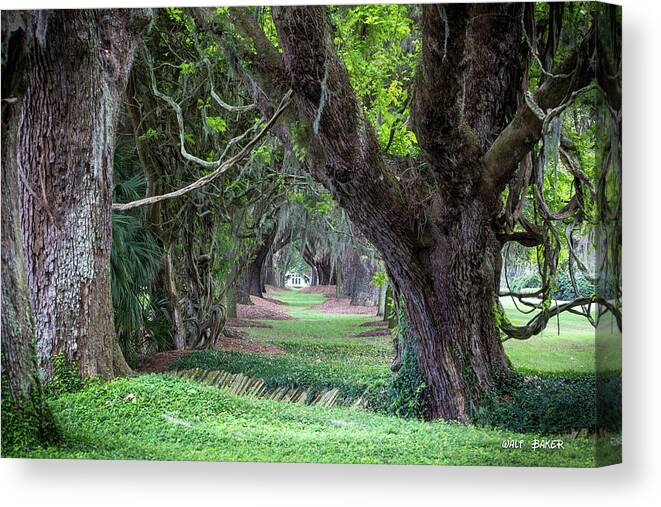 Avenue Of The Oaks Canvas Print featuring the photograph Avenue of the Oaks by Walt Baker