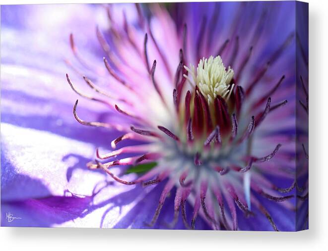 Flower Canvas Print featuring the photograph Awakening by Mary Anne Delgado