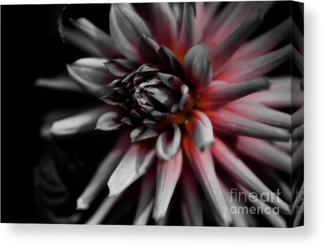 Asteraceae Family Canvas Print featuring the photograph Awakening by Venetta Archer