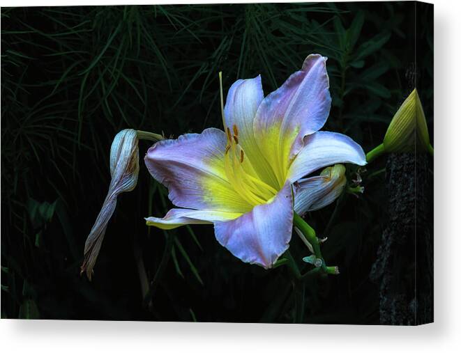 Hayward Garden Putney Vermont Canvas Print featuring the photograph Awesome Daylily by Tom Singleton