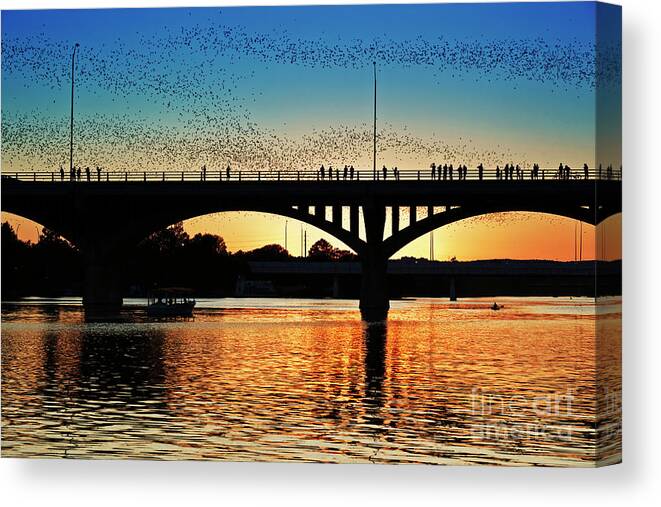 Austin Bats Canvas Print featuring the photograph Awesome Weirdness Bats of Austin take flight during a gorgeous golden sunset by Dan Herron