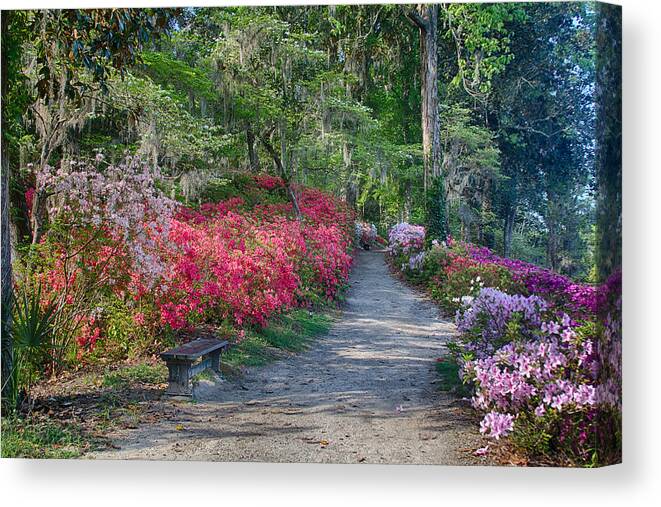 Middleton Place Canvas Print featuring the photograph Azalea Path by Patricia Schaefer