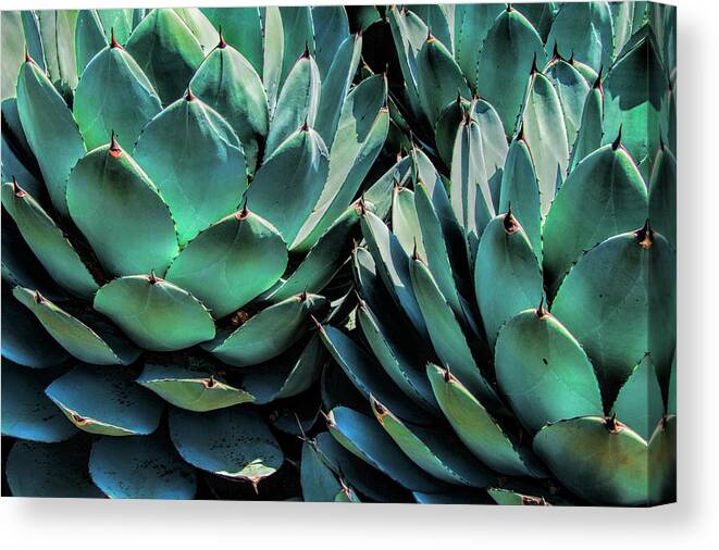 Cactus Canvas Print featuring the photograph Azul Agave in California by Randall Nyhof