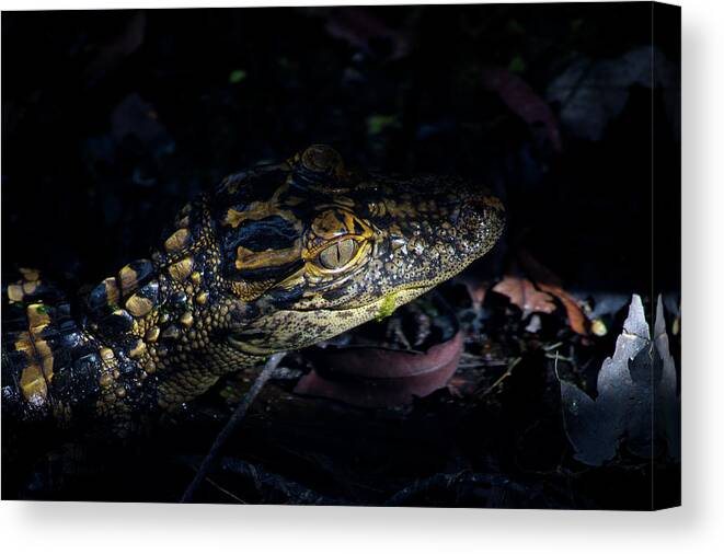 Alligator Canvas Print featuring the photograph Baby Alligator in the Swamp by Mark Andrew Thomas