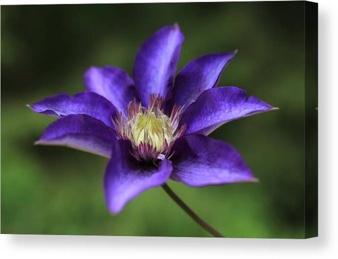 Abundant Canvas Print featuring the photograph Baby Bloom Clematis by Tammy Pool
