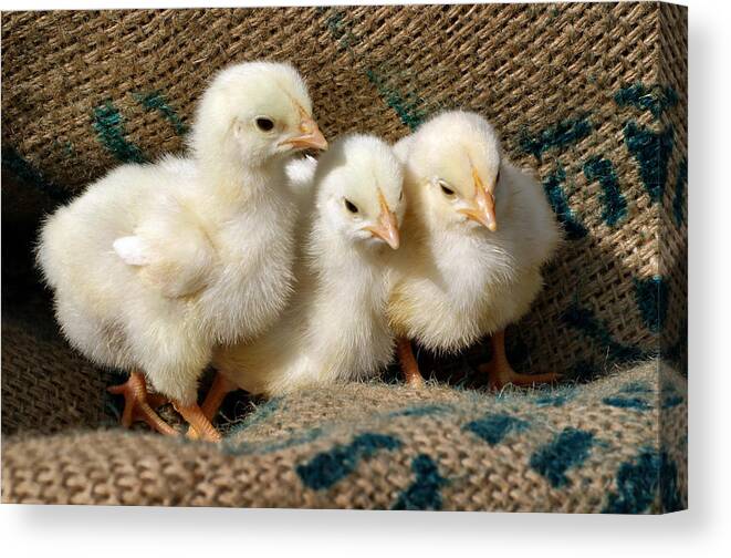 Chickens Canvas Print featuring the photograph Baby Chicks by Sandy Keeton