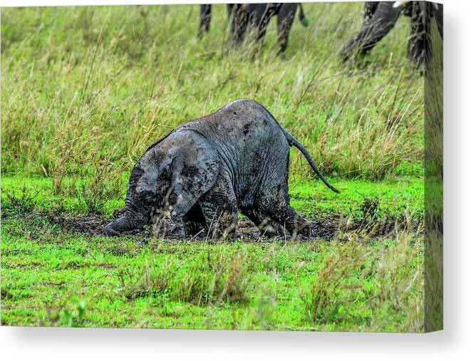 Africa Canvas Print featuring the photograph Baby Elephant Playing in the Mud by Marilyn Burton