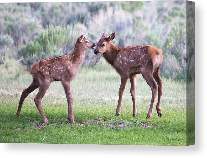 Elk Canvas Print featuring the photograph Baby Elk by Wesley Aston
