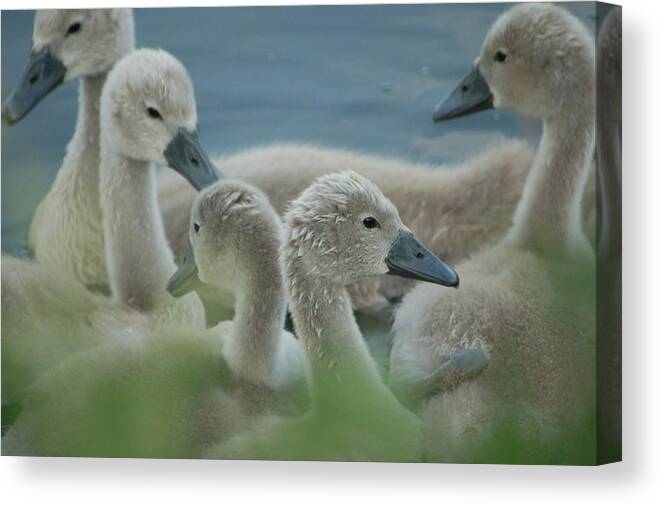 Baby Geese Canvas Print featuring the photograph Baby Geese by Lucia Vicari