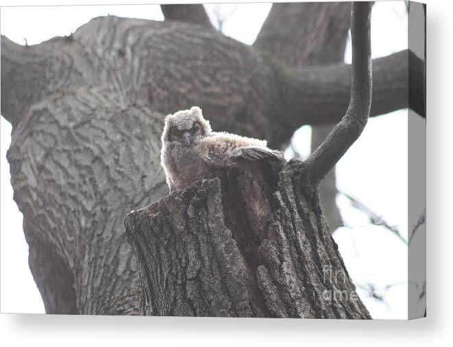 Great Horned Owl Canvas Print featuring the photograph Baby Hooter by David Bearden
