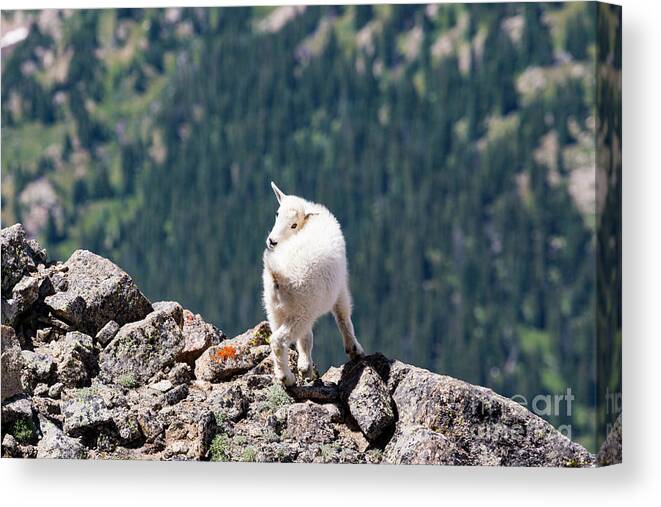 Mount Massive Canvas Print featuring the photograph Baby Mountain Goat on Massive by Steven Krull