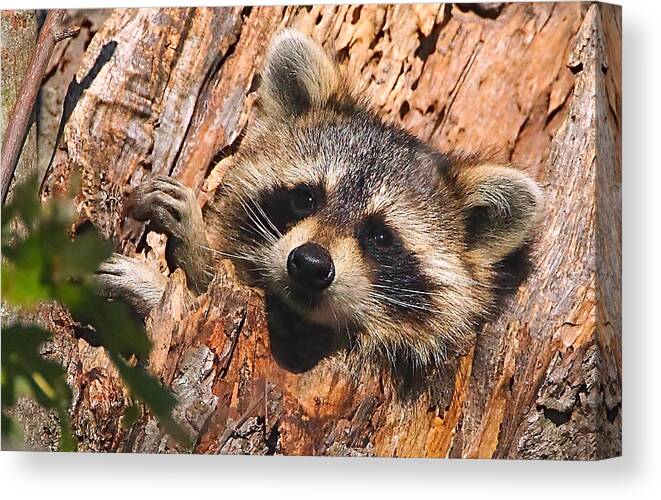 Raccoon Canvas Print featuring the photograph Baby Raccoon by William Jobes