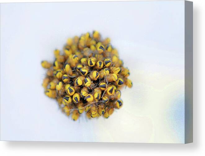 Spider Canvas Print featuring the photograph Baby Spiders by Lawrence Christopher