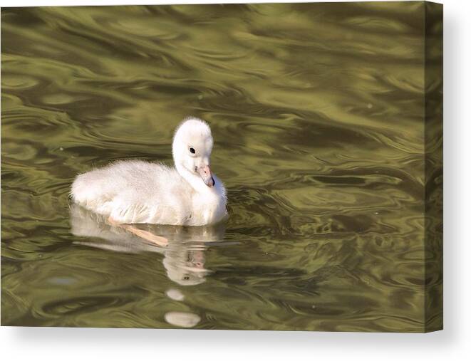 Baby Trumpeter Swan Canvas Print featuring the photograph Baby trumpeter swan by Lynn Hopwood