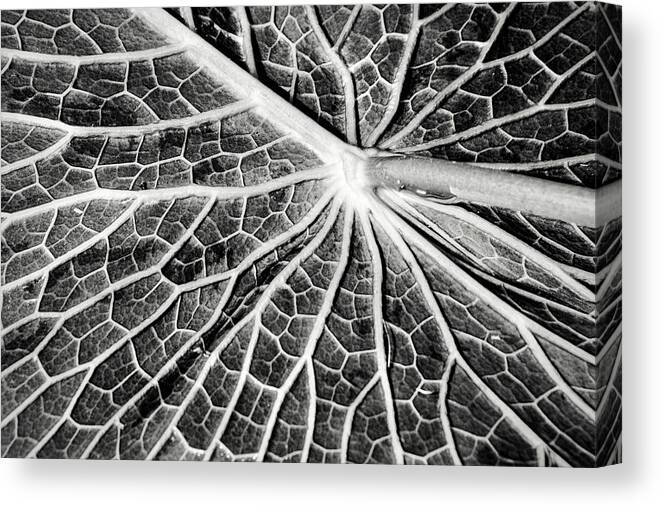 Flowers Canvas Print featuring the photograph Back of a Water Lily Pad by Don Johnson