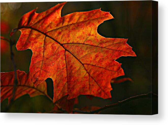 Fall Oak Leaf Leaves Orange Red Canvas Print featuring the photograph Backlit Leaf by Shari Jardina