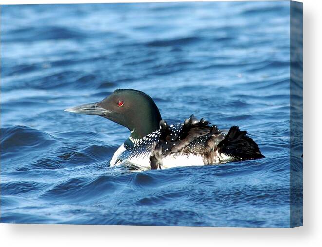 Common Loon Canvas Print featuring the photograph Bad Feather Day by Larry Ricker