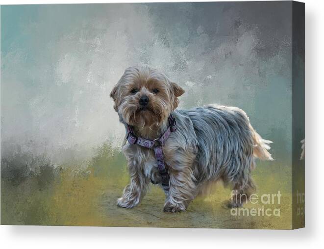 Bailey Canvas Print featuring the photograph Bailey by Eva Lechner