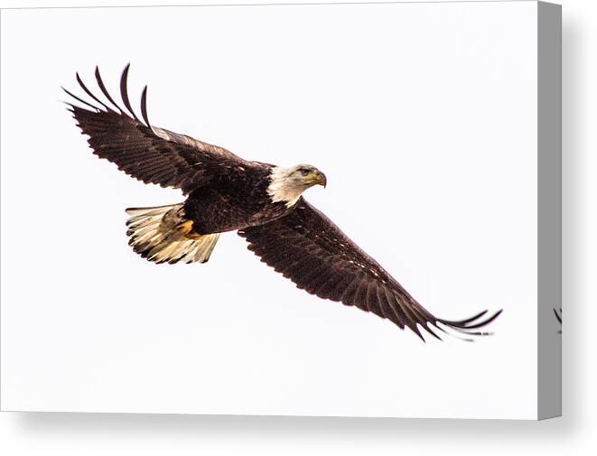 Bald Eagle Canvas Print featuring the photograph Bald Eagle 2 by Jedediah Hohf
