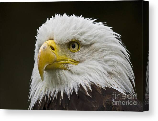 Eagle Canvas Print featuring the photograph Bald Eagle - 6 by Heiko Koehrer-Wagner