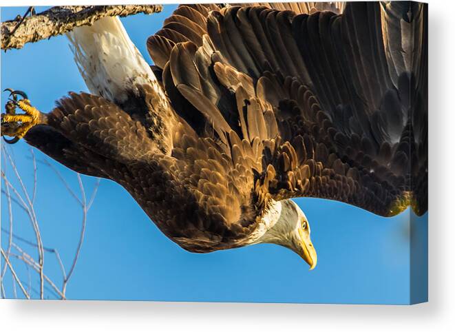 California Canvas Print featuring the photograph Bald Eagle Against Blue Sky by Marc Crumpler