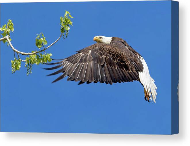 Bald Eagle Canvas Print featuring the photograph Bald Eagle in Flight 4-25-17 by Dawn Key