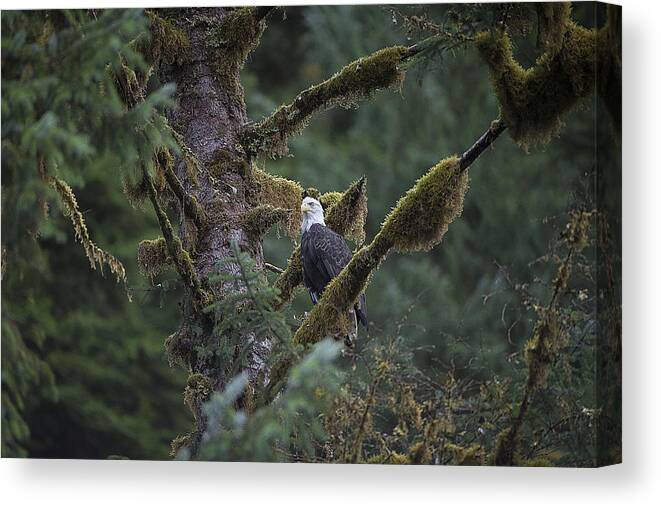 Eagle Canvas Print featuring the photograph Bald Eagle in Tree of Moss by Bill Cubitt