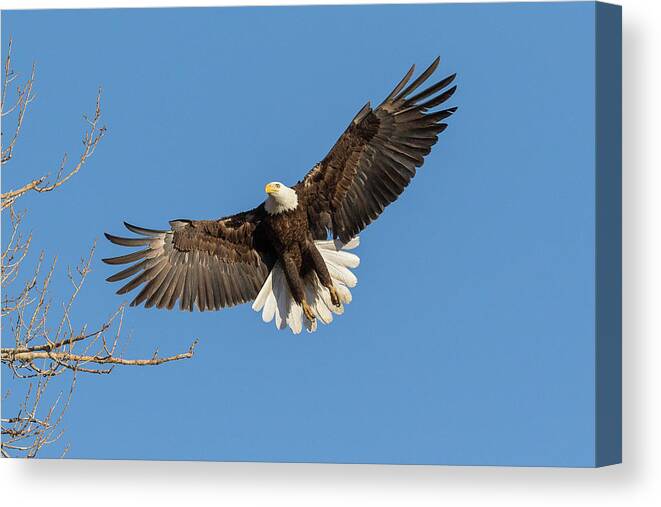 Bald Eagle Canvas Print featuring the photograph Bald Eagle On Final Approach by Tony Hake