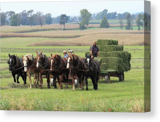 Amish Canvas Print featuring the photograph Baling the Hay by Lou Ford