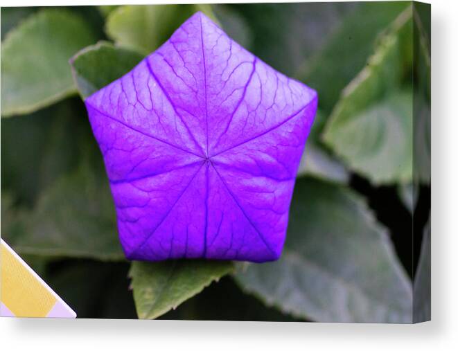 Nature Canvas Print featuring the photograph Balloon Flower by Judy Wright Lott