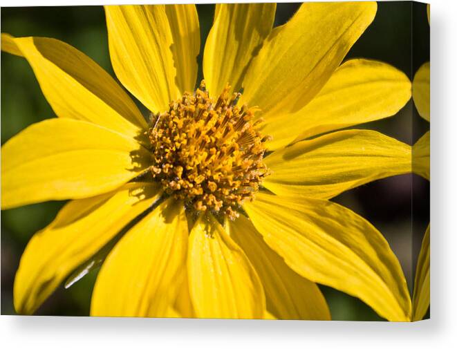 Flower Canvas Print featuring the photograph Balsamroot 2 by Jedediah Hohf