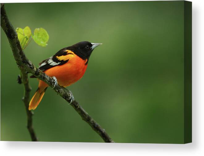 Baltimore Oriole Canvas Print featuring the photograph Baltimore Oriole by Reva Dow