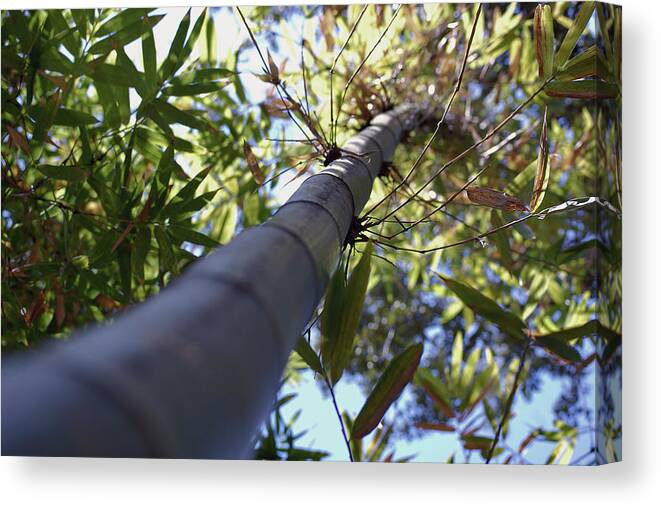 Bamboo Canvas Print featuring the photograph Bamboo by Robert Meanor
