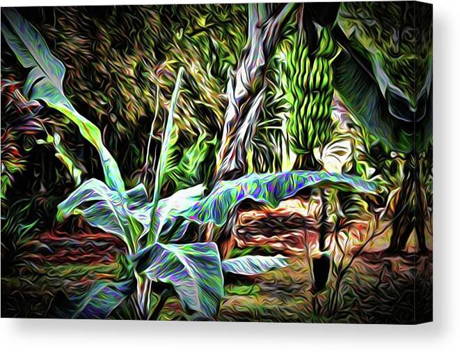 Banana Tree Canvas Print featuring the photograph Banana Tree in Abstract by Kristalin Davis by Kristalin Davis