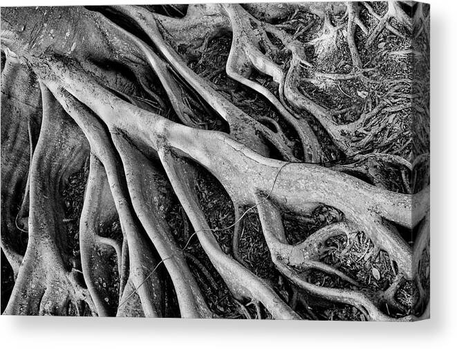 Banyan Tree Canvas Print featuring the photograph Banyan Roots by Mick Burkey