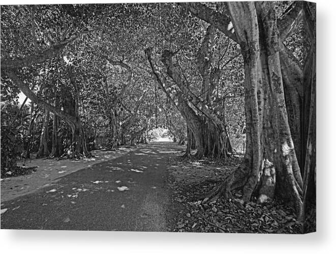 Banyan Trees Canvas Print featuring the photograph Banyan Street 2 by HH Photography of Florida