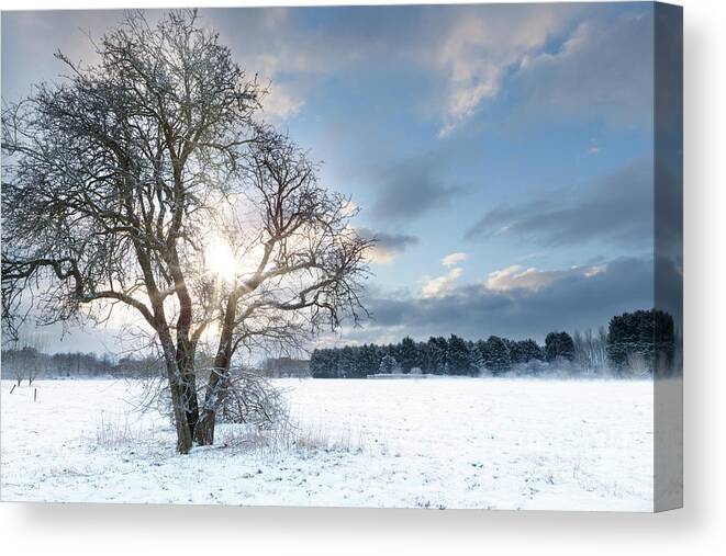 Snow Canvas Print featuring the photograph Bare tree in a snow field with early sunrise by Simon Bratt