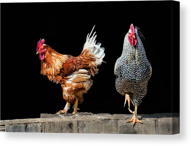 Rooster Canvas Print featuring the photograph Barn Door by Pat Cook