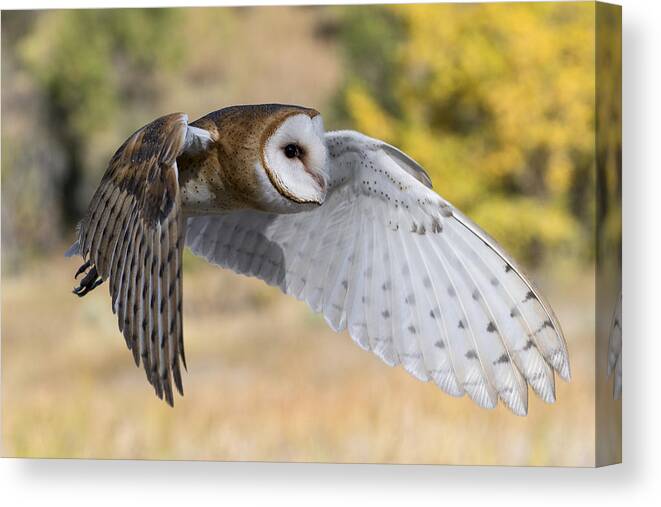 Owl Canvas Print featuring the photograph Barn Owl in Flight by David Soldano