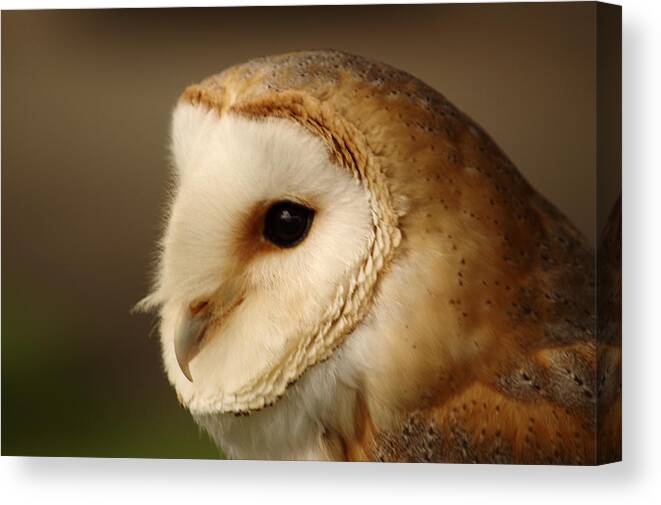 Birds Canvas Print featuring the photograph Barn Owl Portrait by Adrian Wale