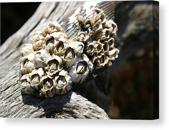 Shells Canvas Print featuring the photograph Barnicles And Wood by Mary Haber