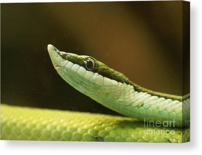 Nature Canvas Print featuring the photograph Baron's green racer by Rudi Prott