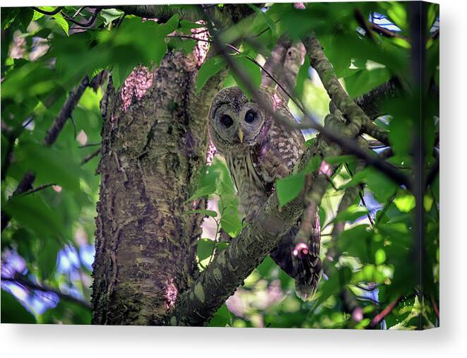Barred Owl Canvas Print featuring the photograph Barred Owl In A Tree by Rick Berk