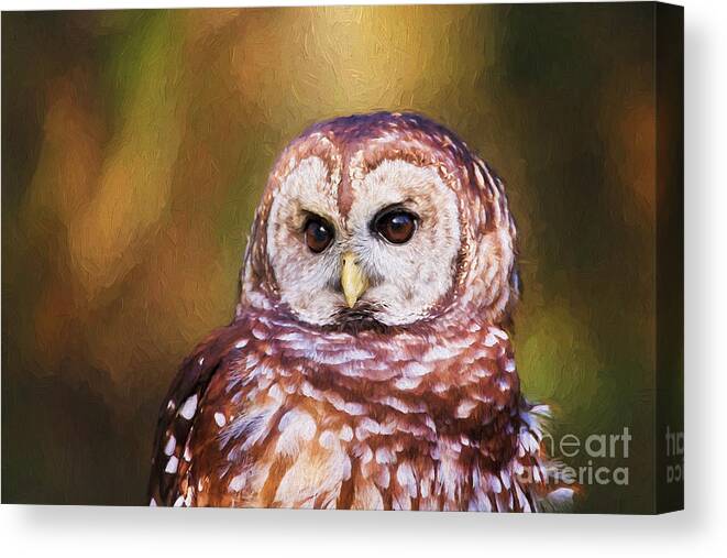 Nature Canvas Print featuring the photograph Barred Owl Portrait by Sharon McConnell